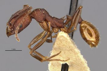 Media type: image;   Entomology 20603 Aspect: habitus lateral view